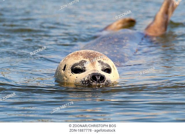 Seehund Phoca vitulina - European Common Seal