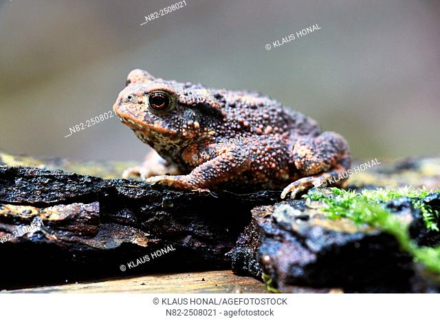 Common Toad Bufo bufo on forest floor. The skin of the toad varies greatly in color from brownish, yellowish, gray, olive green and sometimes reddish hues -...