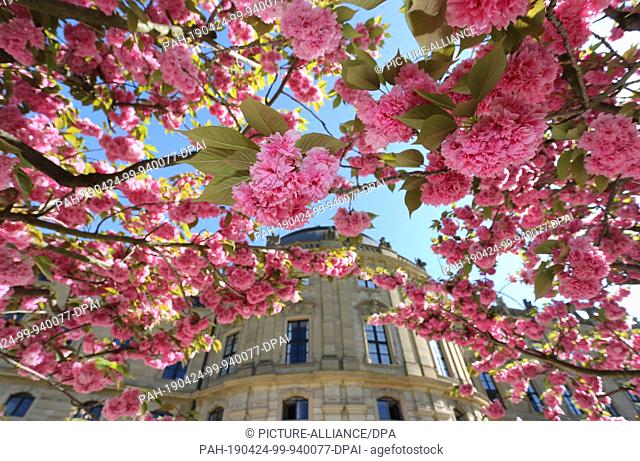 24 April 2019, Bavaria, Würzburg: The Japanese ornamental cherries in the courtyard garden of the Residenz are in full bloom