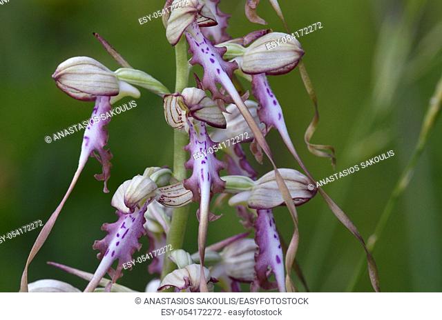 A lizard orchid species Himantoglossum jankae, Greece