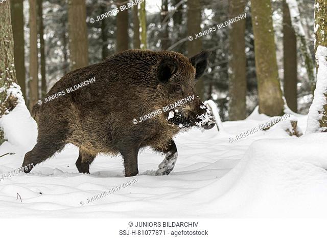 Wild boar (Sus scrofa). Adult walking in snowy forest. Germany