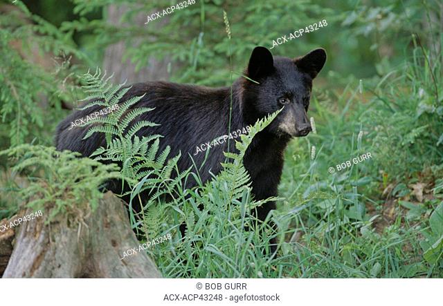 American Black Bear Ursus americanus Yearling. Ontario, Canada