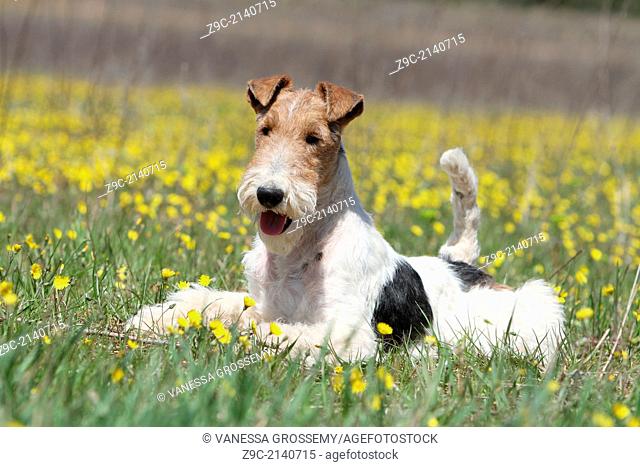 Dog Wire Fox Terrier / adult lying in a field of flowers