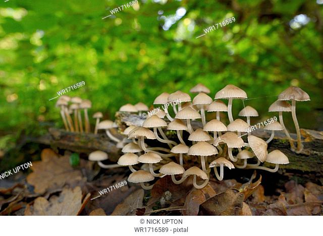 Angels' bonnets mushrooms (Mycena arcangeliana) growing from a rotting log in deciduous woodland, Gloucestershire, England, United Kingdom, Europe