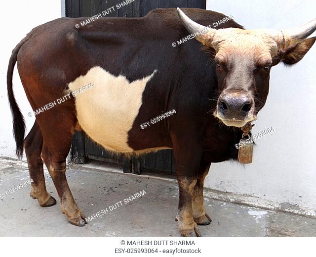 Mithun, bovine species is believed to be domesticated more than 8000 years ago. Mithun is primarily reared as meat animal and highly preferred among the tribal...