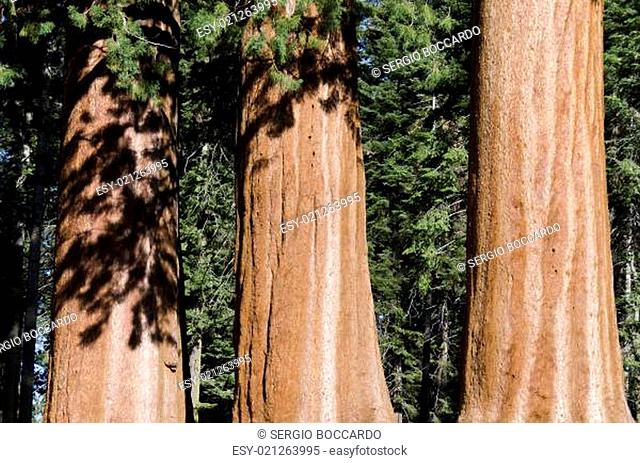 three trunks of Sequoia