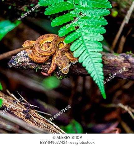 Coiled up baby eyelash viper in Arenal Hanging Bridges Park in Costa Rica