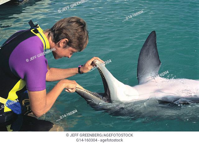 Dolphin discovery program for guests interaction. Florida Keys. USA