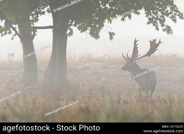 fallow deer on an open space in the fog, cervus dama, autumn, october, hesse, germany, europe