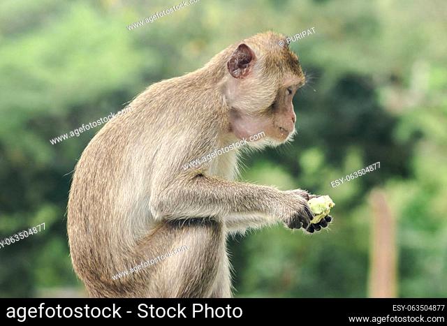 Crab-eating Macaque is eating the fruit in his hand..The macaque has brown hair on its body. The tail is longer than the length of the body