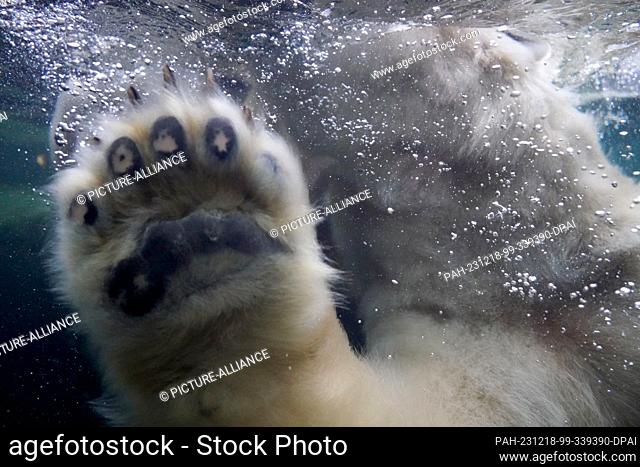 18 December 2023, Hamburg: Polar bear girl Anouk plays in the water in the polar bear enclosure in the Arctic Ocean at Hagenbeck Zoo
