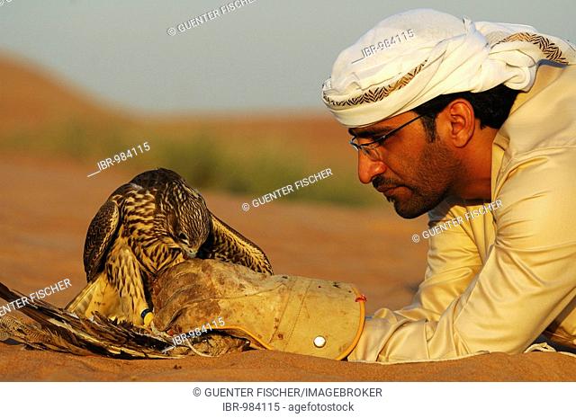 Arabian falconer feeding his Gyrfalcon (Falco rusticolus) in the desert sand, Dubai, United Arabian Emirates, Middle East