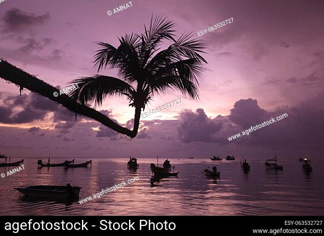 a Palmtree at Beach and Landscape of Sairee Beach at the Town of Sairee Village on the Ko Tao Island in the Province of Surat Thani in Thailand, Thailand