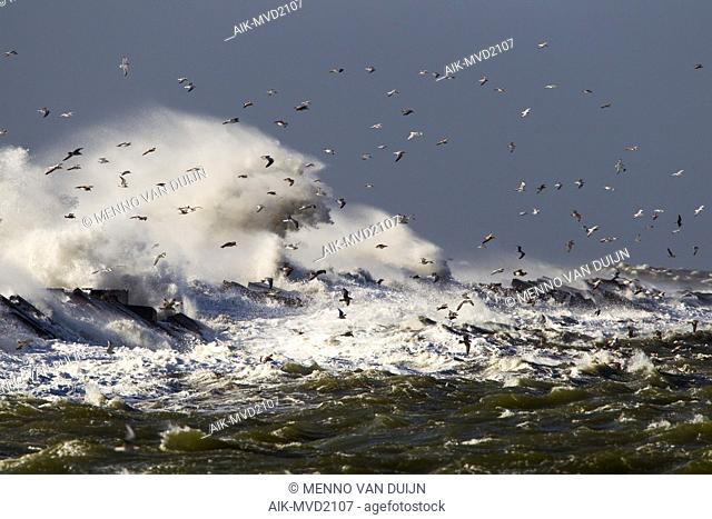 Huge waves crashing over the pier of Ijmuiden, Netherlands during severe storm over the North Sea. Flock of seagulls sheltering in the harbour