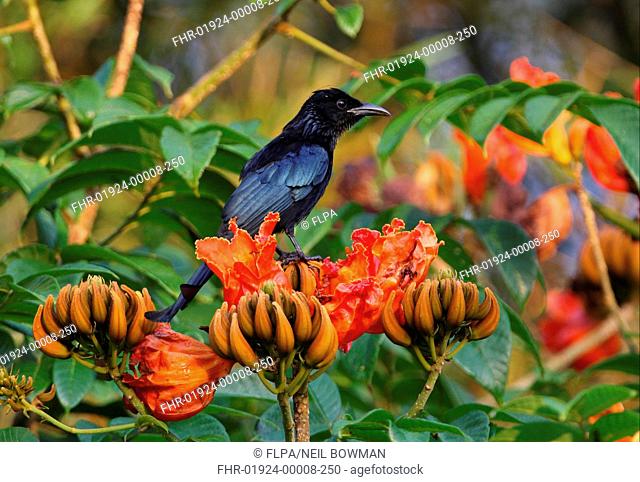 Hair-crested Drongo Dicrurus hottentottus hottentottus adult, with throat dusted with pollen, perched in flowering tree, Kaeng Krachan N P , Thailand, november