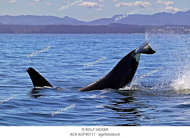 Killer whale Orcinus orca splashing with tail, off the Northern Vancouver Island coast, near Port Hardy, British Columbia, Canada