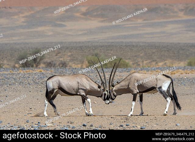 Two male South African oryxes (Oryx gazellaat), also called Gemsbok or gemsbuck, fighting in the desert landscape of Sossusvlei