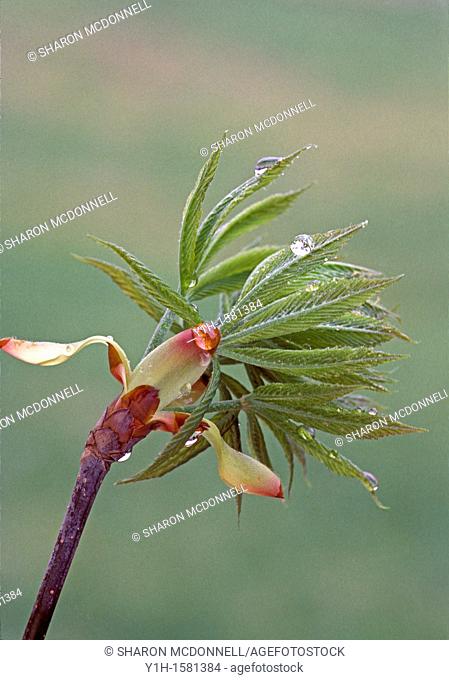 Flower of the Ohio Buckeye Aesculus glabra, Ohio, USA