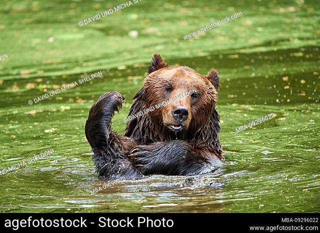 European brown bear, Ursus arctos arctos, wilderness, shore, swim, stand