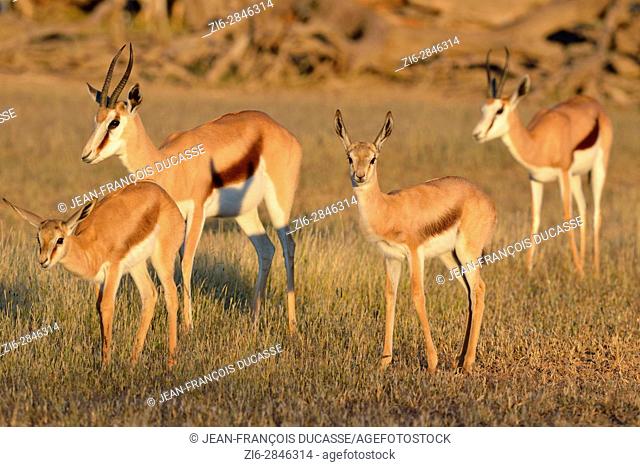 Springboks (Antidorcas marsupialis), two adult females with two young, early morning, Kgalagadi Transfrontier Park, Northern Cape, South Africa, Africa