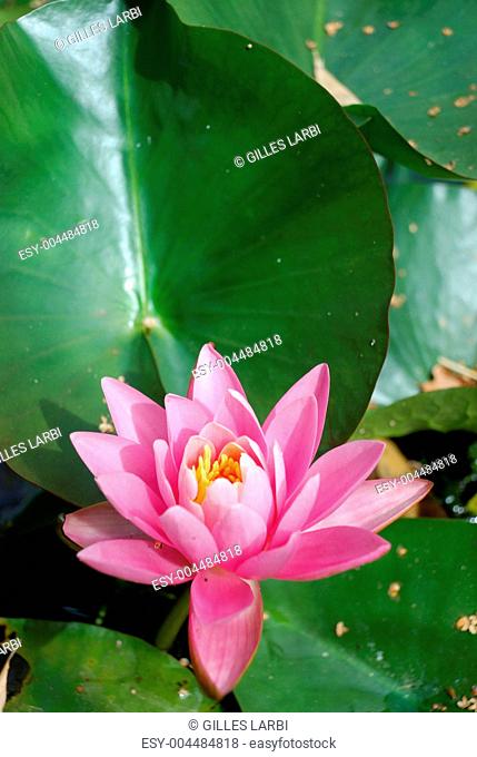Waterlily flowers in a pond