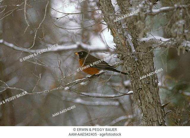 American Robin in Winter Snow, Paradise Valley, Montana