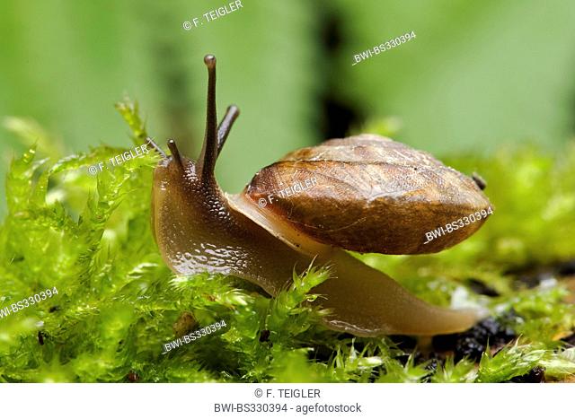 Lapidary snail, Stone picker (Helicigona lapicida), on moss