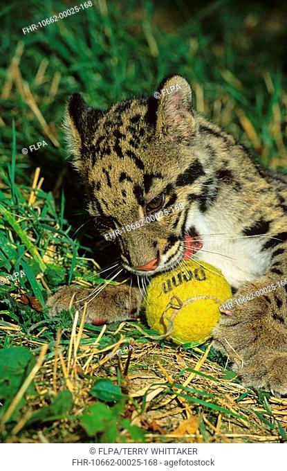 Clouded Leopard Neofelis nebulosa young female, playing with tennis ball