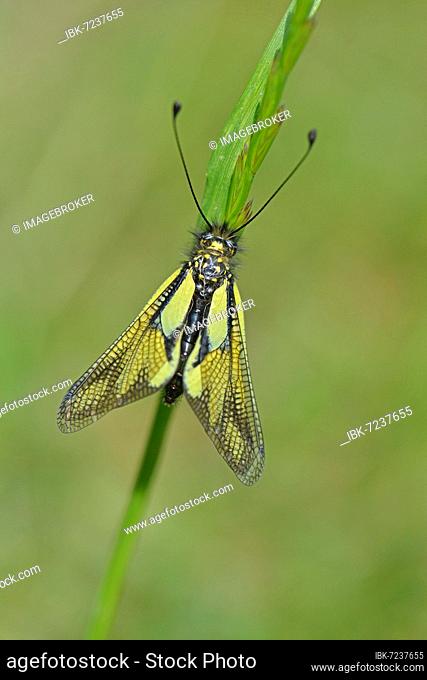 Dragonfly butterfly minnow (Libelloide coccajus), Baden-Württemberg, Germany, Europe