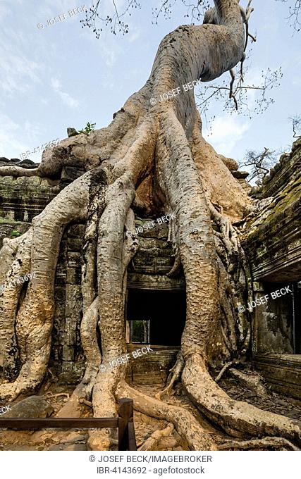 Tetrameles tree (Tetrameles nudiflora) winding around a gallery, Ta Prohm Temple, Angkor Thom, Siem Reap Province, Cambodia
