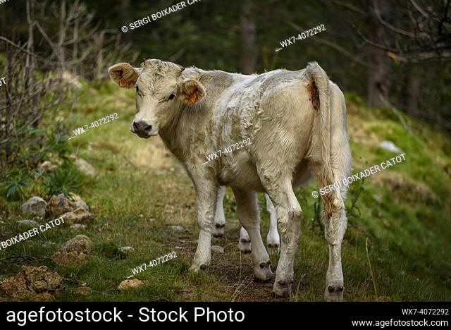Cow grazing in the Serra del Catllarás s range(Berguedá , Catalonia, Spain, Pyrenees)