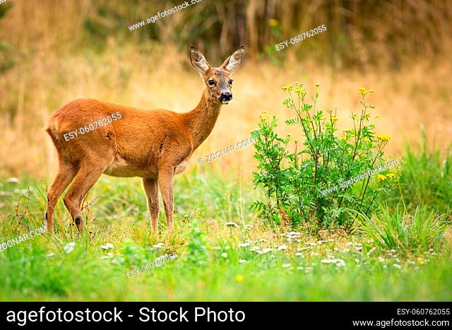 Alert roe deer, capreolus capreolus, doe observing on green summer meadow with blooming yellow and white wildflowers. Cute animal wildlife standing in colorful...