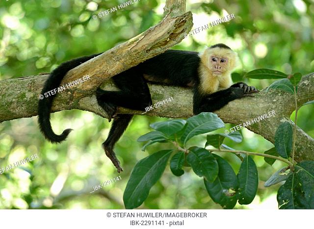 White-headed or White-faced Capuchin (Cebus capucinus), resting on branch, Manuel Antonio National Park, Costa Rica, Central America