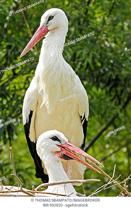 White storks (Ciconia ciconia), Zurich Zoo, Zurich, Switzerland, Europe