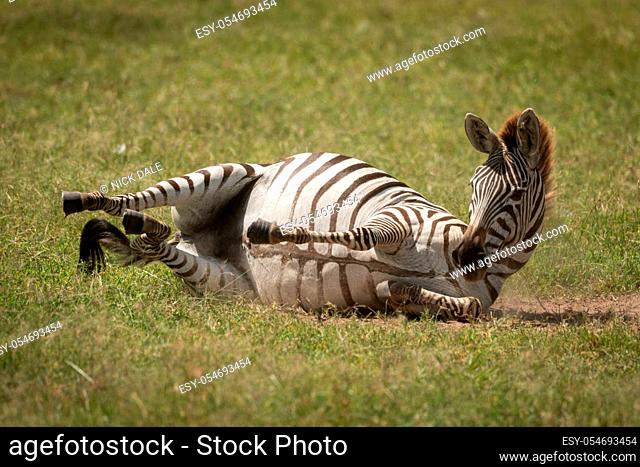 Plains zebra enjoying dust bath on grassland