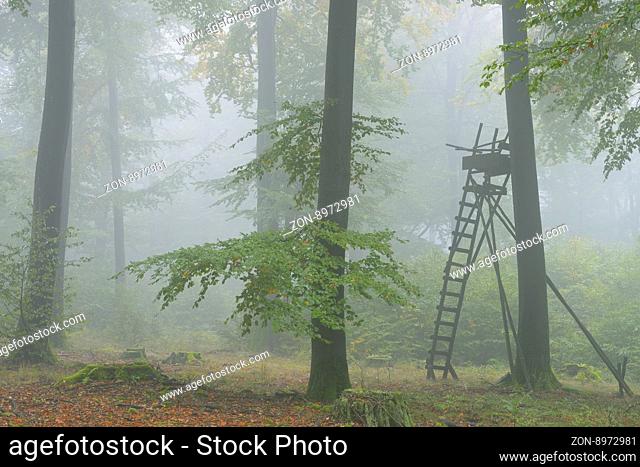 Hochsitz im Wald, Spessart, Bayern, Deutschland Hunting Blind in Beech Forest, Spessart, Bavaria, Germany, Europe