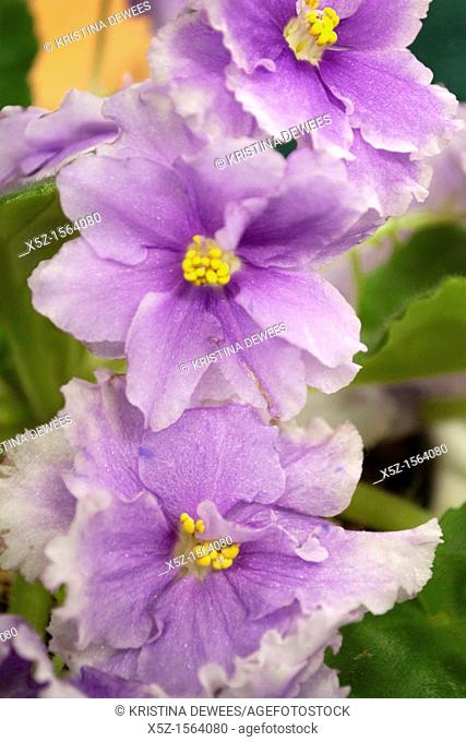 A doubled African Violet