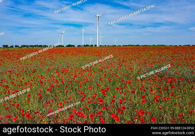 31 May 2023, Brandenburg, Sieversdorf: Bright red corn poppies bloom in a field in the Oder-Spree district. Photo: Patrick Pleul/dpa