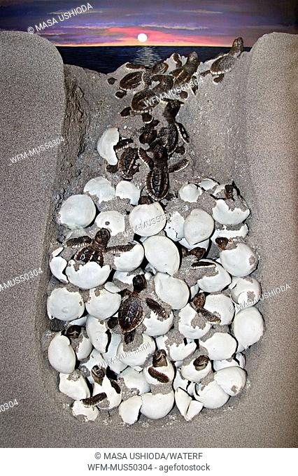 profile view of loggerhead turtle nest with eggs and hatchlings diorama, Caretta caretta, Marinelife Center, Juno Beach, Florida, USA