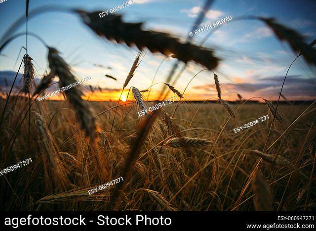 Wheat Field. Yellow Barley Field In Summer. Agricultural Season, Harvest Time. Colorful Dramatic Sky At Sunset Sunrise