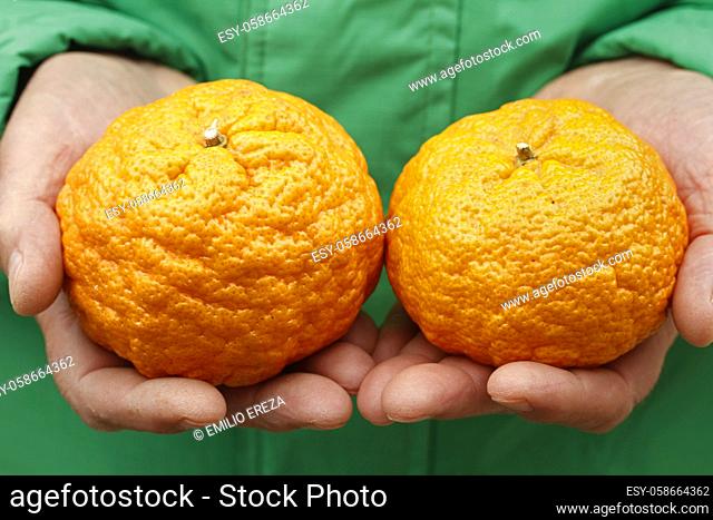 Gold nugget tangerines