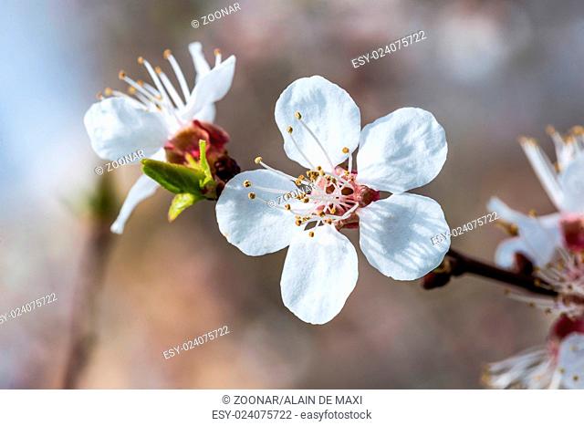 Spring Fruit Flower
