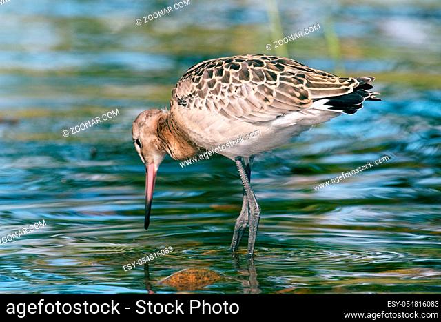 Black-tailed godwit (Limosa limosa), a young bird on the seaside meadow, marsh and pebble beach. Lake Ladoga in North-Western Russia