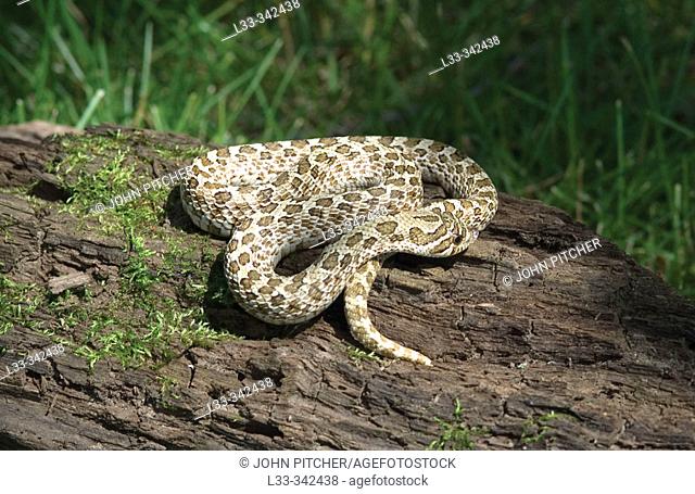 Western Hognose Snake (Heterodon nasicus)