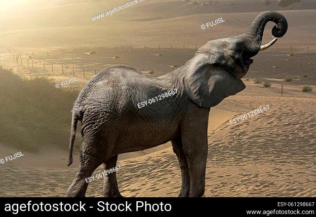 Beautiful pictures of African elephants in Africa