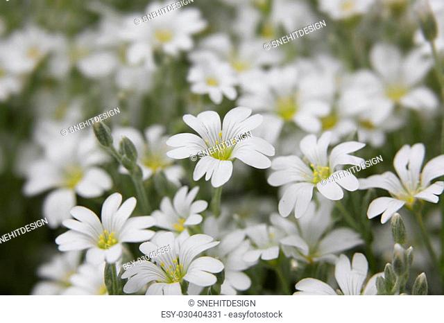 snow white flower is the Snow in-Summer flowers also called Cerastium tomentosum