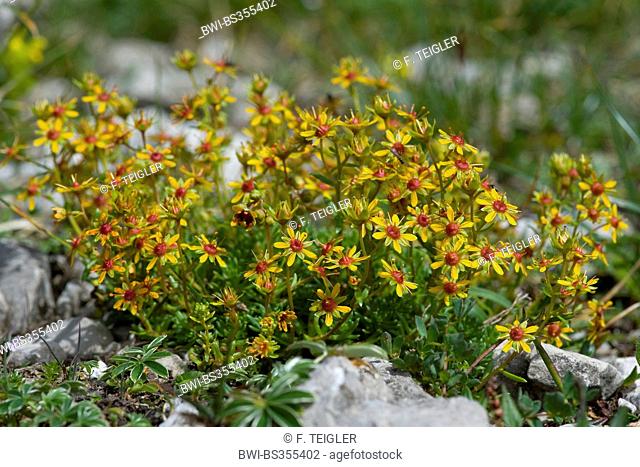 yellow saxifrage, yellow mountain saxifrage, evergreen saxifrage (Saxifraga aizoides), blooming, Germany