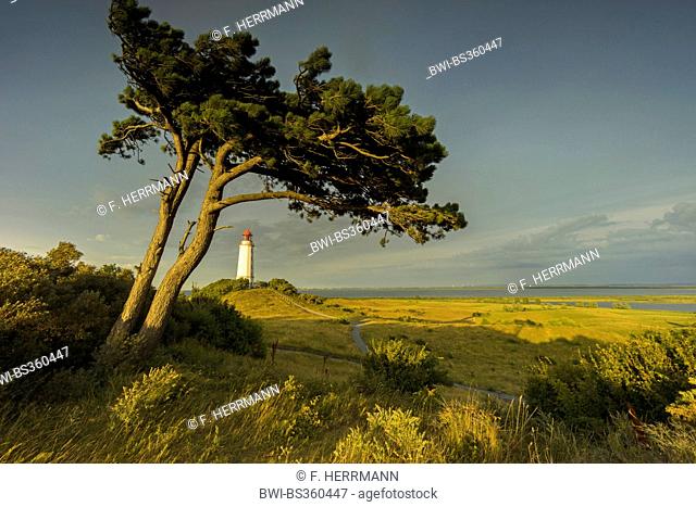 Scotch pine, Scots pine (Pinus sylvestris), lighthouse in the dunes of Hiddensee at Baltic Sea in morning light, Germany, Mecklenburg-Western Pomerania