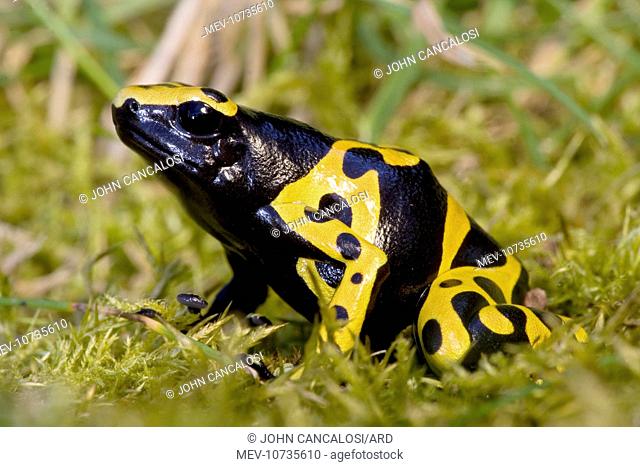 Yellow and Black Poison Arrow / Dart Frog (Dendrobates leucomelas)