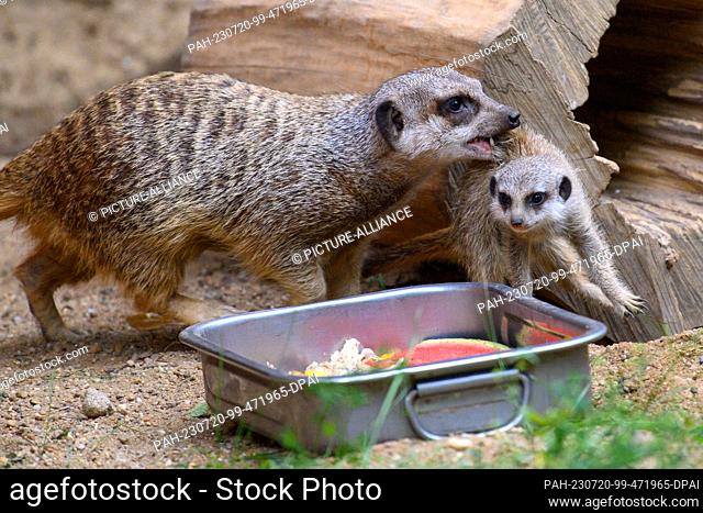 20 July 2023, Saxony-Anhalt, Magdeburg: A meerkat carries its few weeks old young animal from the cave to the outdoor enclosure to the feeding place